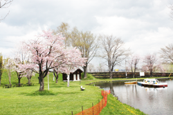 清水公園ボート乗り場